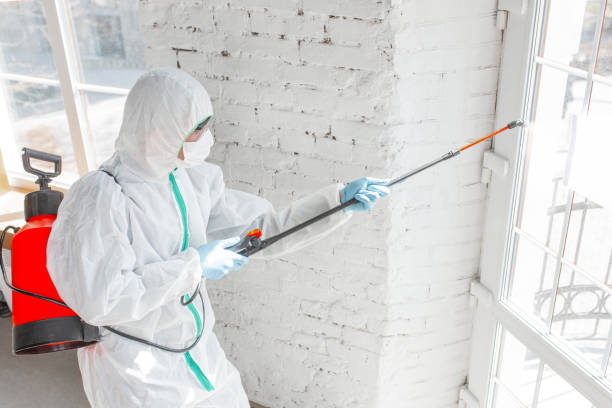 Why You Should Choose Our Mold Remediation Services in Ceres, CA